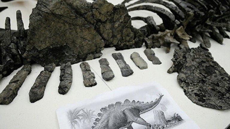 العثور في المغرب على رفات أقدم ستيغوصورس في العالم